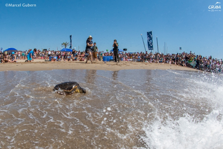 Turtle in Prat de Llobregat's beach waters on May 29, 2022 (by Marcel Gubern for CRAM Foundation)